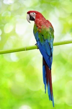 Big parrot Фото