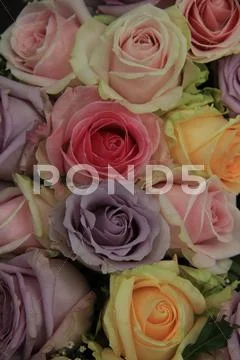 Big Pastel Roses In Bridal Bouquet