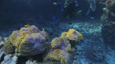 Big patch of anemone covered by clown and damsel fish and divers in the 動画素材 22638890