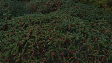 Big patch of green natural plants in forest starting to turn red at its tips in Vídeos de archivo 117827301