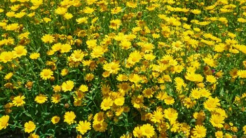A big patch of yellow daisies Stock Photos