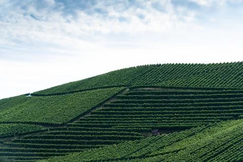 A big pattern of a vineyard on a hill, the the blue cloudy sky above Foto stock
