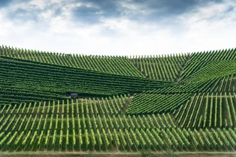 A big pattern of a vineyard on a hill, the the blue cloudy sky above Stock Photos