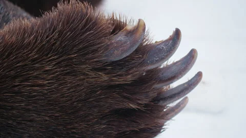 Big paw of brown bear with claws, fur, bearskin Video stock 229646136
