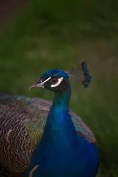 Big peacock looks at the camera Foto stock