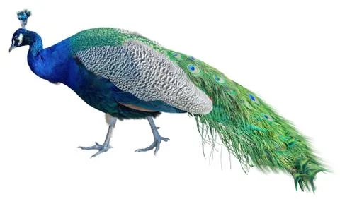 The big peacock Stock Photos