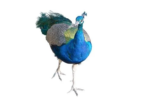 The big peacock Stock Photos