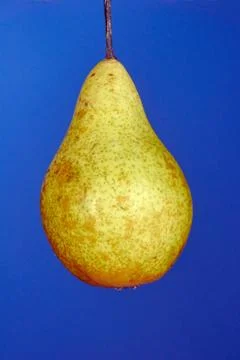 The big pear Stock Photos