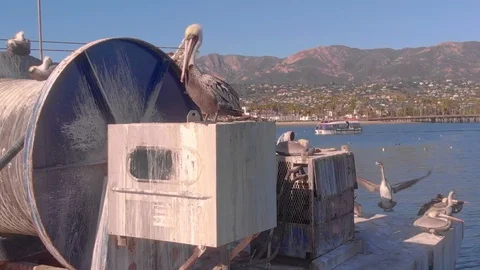 Big Pelican Cleans Feathers Stock Footage 121607907