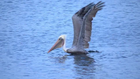 Big pelican takes off from water in super slow motion Stock Footage 88231253