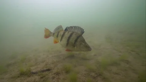 Big perch (perca fluviatilis) looking for prey in the wild. Stock Footage 73447952