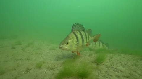 Big perch searching the bottom for prey. Stock Footage 73447115