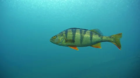 Big perch swimming close to camera in rainy weather Stock Footage 120876350