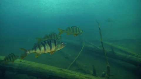 Big perch swimming close to camera Stock Footage 120876888