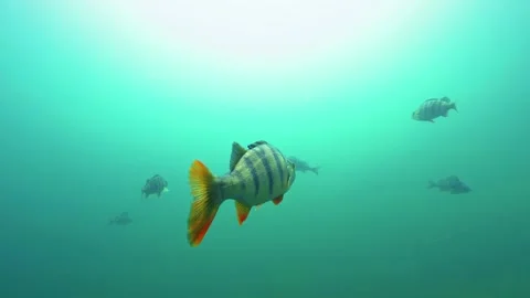 Big perch swimming close to camera Stock Footage 273603243