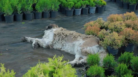 Big pet dog sleeping in shade in puddle among rows of potted coniferous Stock Footage 196261237