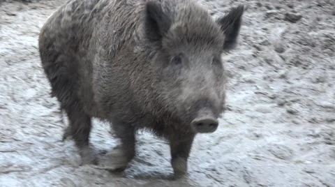 Big Pig in Absolute Mud. Closeup. 4K UltraHD, UHD Stock Footage 60240521