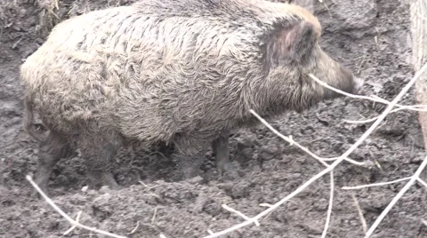 Big Pig in Absolute Mud. Closeup. 4K UltraHD, UHD Stock Footage 60240599