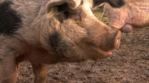 Big Pig Eats Lunch at Farm Broll, HD Video Stock Footage 22150190