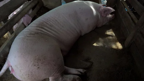 Big pig in farm animals 스톡 동영상 140395184