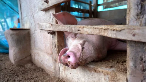 Big pig in farm animals 스톡 동영상 140395517