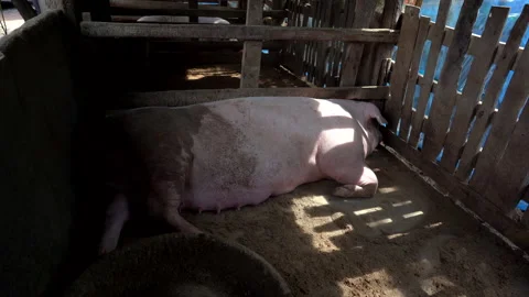 Big pig in farm animals 動画素材 140395519