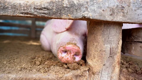 Big pig in farm animals 库存影片 140395823