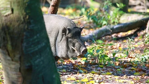 The a big pig Stock Footage 79482655