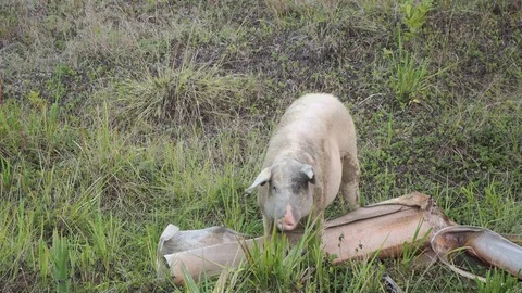 A big pig grazing. Stock Footage 113515981