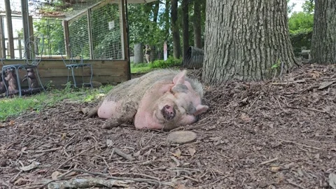 Big Pig Loafing Around Stock Footage 247653718