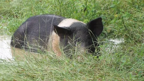 Big pig sitting in a mud puddle, looking at camera. Video stock 144838993