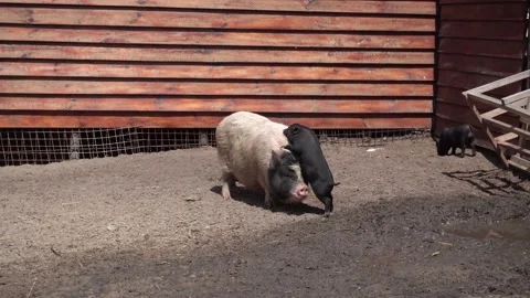 A big pig walks next to small pigs, bathes in the mud in the zoo Stock Footage 157267623