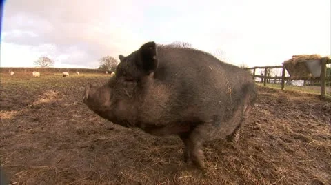 Big Pigs Sniffing Camera at farm Broll, HD Video Stock Footage 22150167