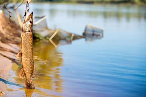 Big pike on blue river background Foto stock