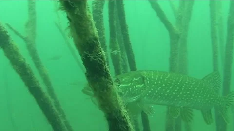 Big pike  Stock Footage 940399