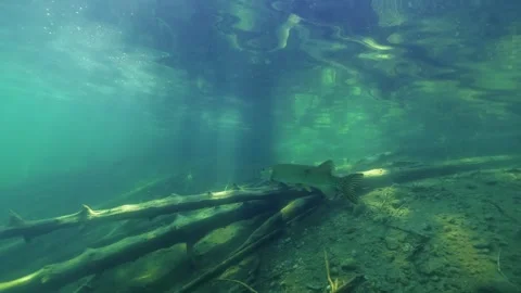 Big pike gliding slowly in forest lake Video stock 320728231