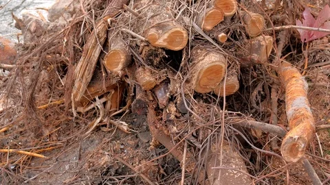 Big pile of cut dry tree twigs and branches stacked on ground in city park. Stock Footage 117895067