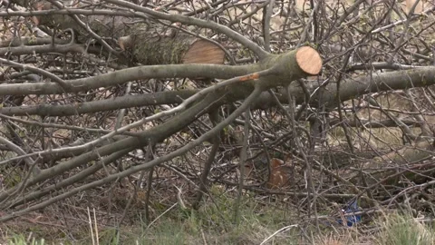 A big pile of cut dry tree twigs and branches stacked in the field. Video stock 129132175