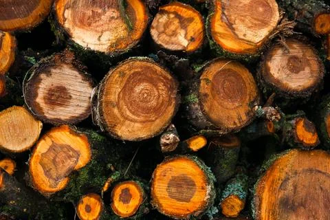 Big pile of cut tree trunks for the background. Stock Photos