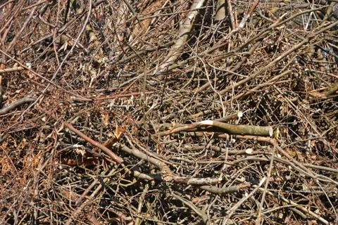 Big pile of dried tree branches Stock Photos