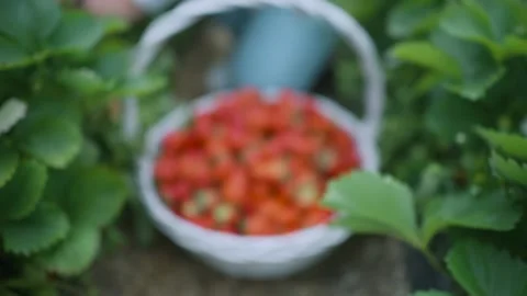 Big pile of fresh strawberries. Camera hitting a young strawberry crop Video stock 170712349