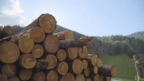 Big Pile of Logs Stock Footage 111660504