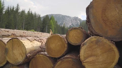 Big Pile of Logs Vídeo Stock 111733725