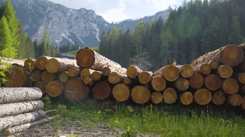Big Pile of Logs Stock Footage 111734130