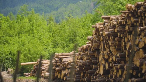 Big Pile of Logs Stock Footage 112831091