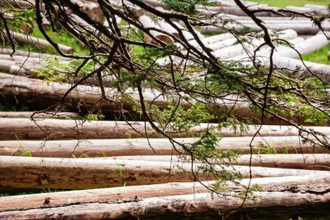 Big pile of massive tree trunks next to forest during autumn Stock Photos