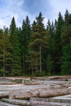 Big pile of massive tree trunks next to forest during autumn Stock Photos