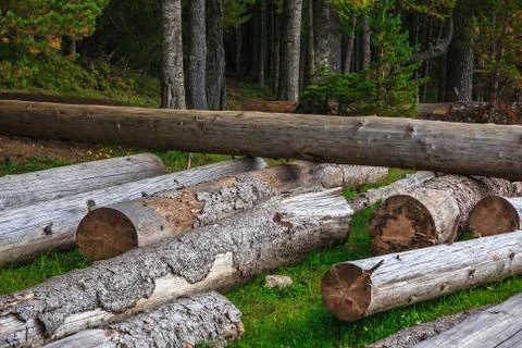 Big pile of massive tree trunks next to forest during autumn Stock Photos