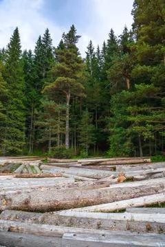 Big pile of massive tree trunks next to forest during autumn Stock Photos