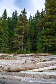 Big pile of massive tree trunks next to forest during autumn Stock Photos